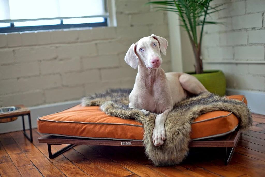 Dog on daybed