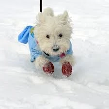snowdog2
