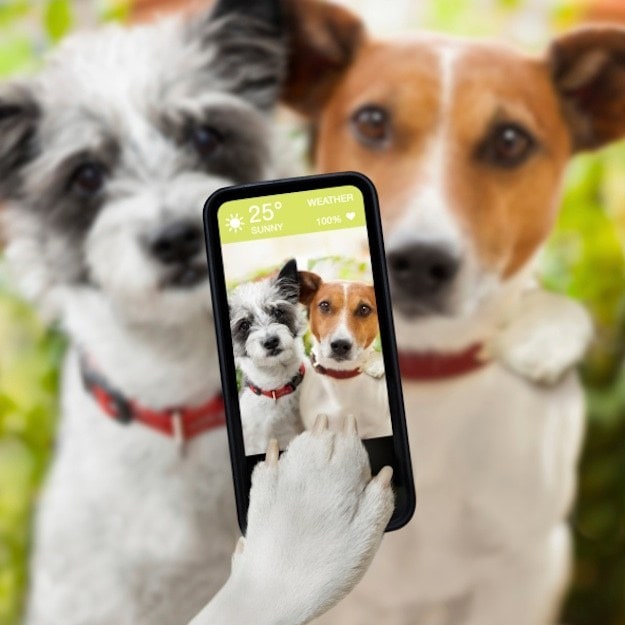 dogselfie