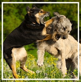 Dog Park Safety - Run and Play