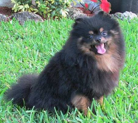 This is a watchdog - an excitable 15-pound Pomeranian who barks at anything that moves