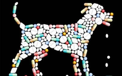 March is Pet Poison Awareness Month