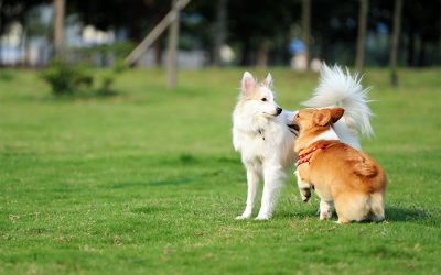 Dog Park Safety
