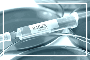 Rabies treatments are still expensive
