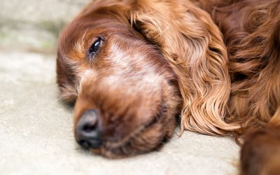 End of Life Care for Our Pets
