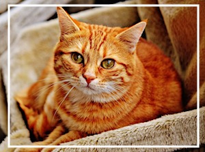 how to care for pets in final days 3