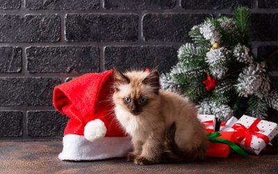 Spread The Cheer Over The Holidays With Your Pet