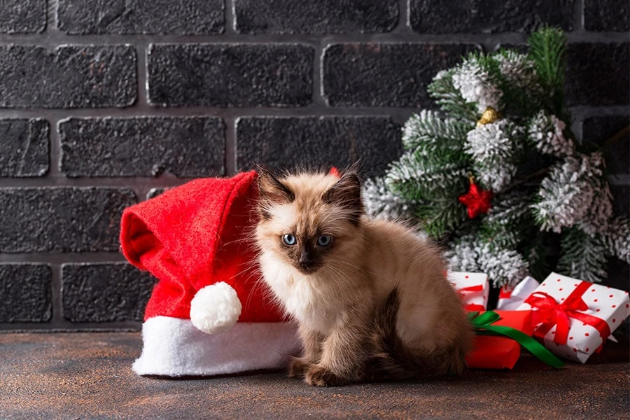 Spread The Cheer Over The Holidays With Your Pet