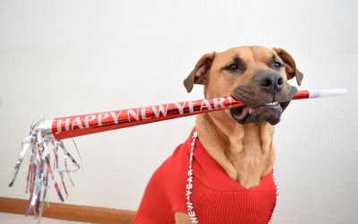 7 Resolutions Your Pets Want You to Make