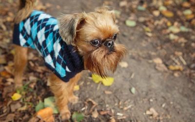 Does My Dog Need a Sweater?