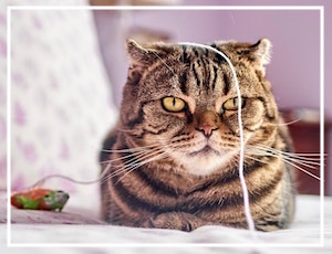 PEts Arthritis