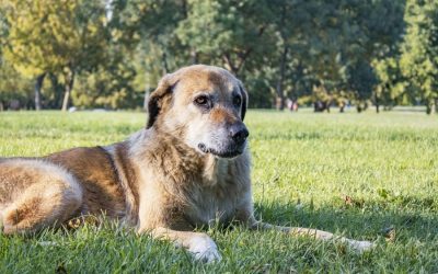 Does My Pet Have Arthritis?
