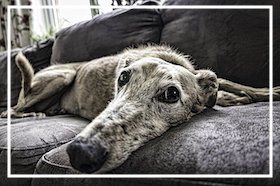does my pet have Arthritis?