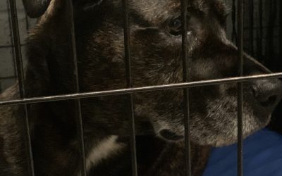Crate Expectations