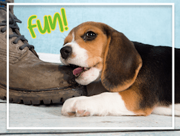Survival Guide:  Puppy Teething