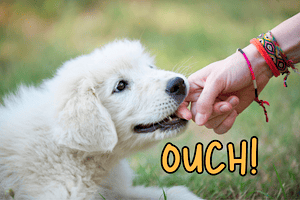 Survival Puppy Guide: Puppy Nipping