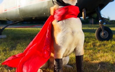 Nurturing Your Pet’s Immunity