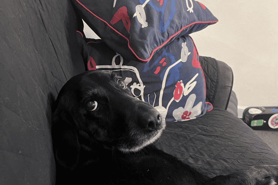 Dog Boarding and House Sitting Run and Play