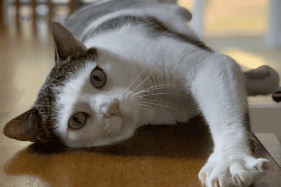 Drop in Cat Care Visits