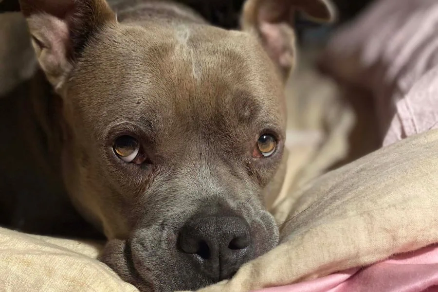 dog boarding and pet sitting